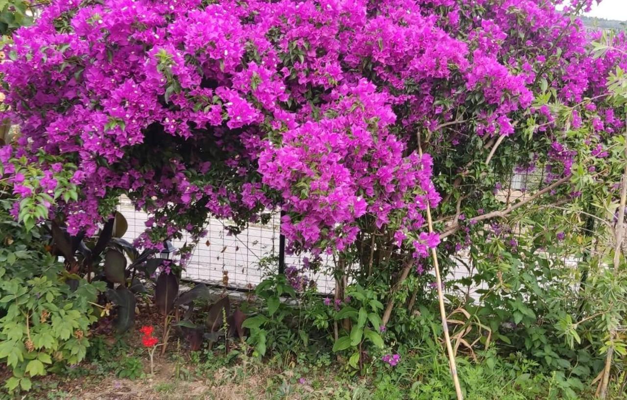 Garden House Kastellani Konuk evi Kastellanoi  Dış mekan fotoğraf